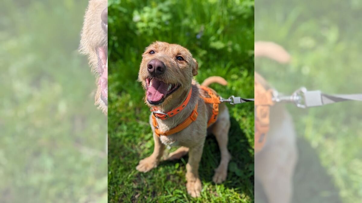Lucky auf dem Weg vom respektlosen Hund zum vertrauensvollen Begleiter. Foto: Tierheim Cuxhaven