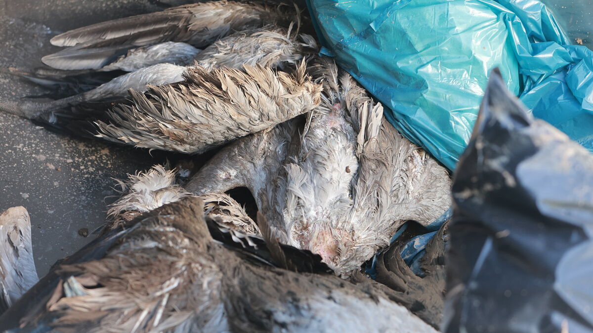 Auch im Kreis Cuxhaven verendeten Kraniche. Ein erster Labortest hatte gezeigt, dass eines der Tiere an der Geflügelpest verstorben ist. Foto: Matthias Bein/dpa