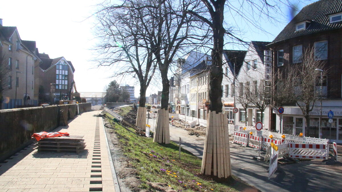 Blühende Krokusse entlang der Baustelle an der Deichstraße: Der Frühling erwacht am Deichkronenweg. Foto: Potschka