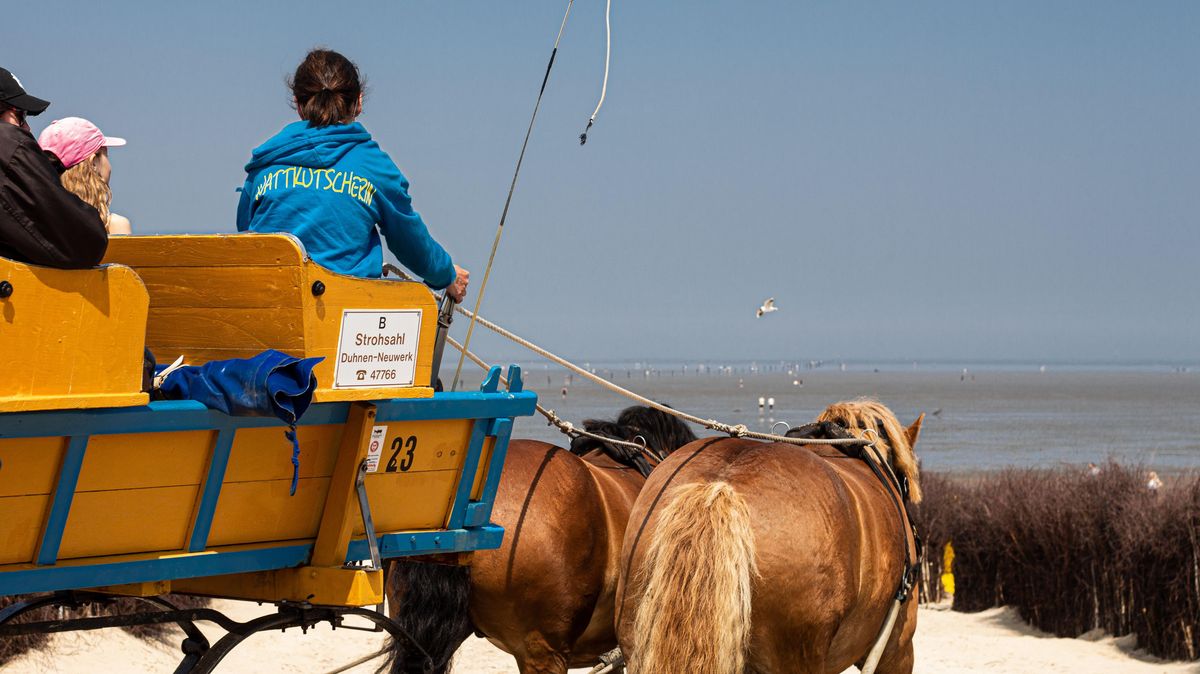 Ein Blick über den Deich, tief durchatmen und dann ist alles gut - Wattwagenfahren verkörpert für Birgit Strohsahl Freiheit und Ruhe. Ihre Pferde sind dabei nicht nur Arbeitskollegen und Freunde, sondern ihr Ein und Alles. Foto: Stoike