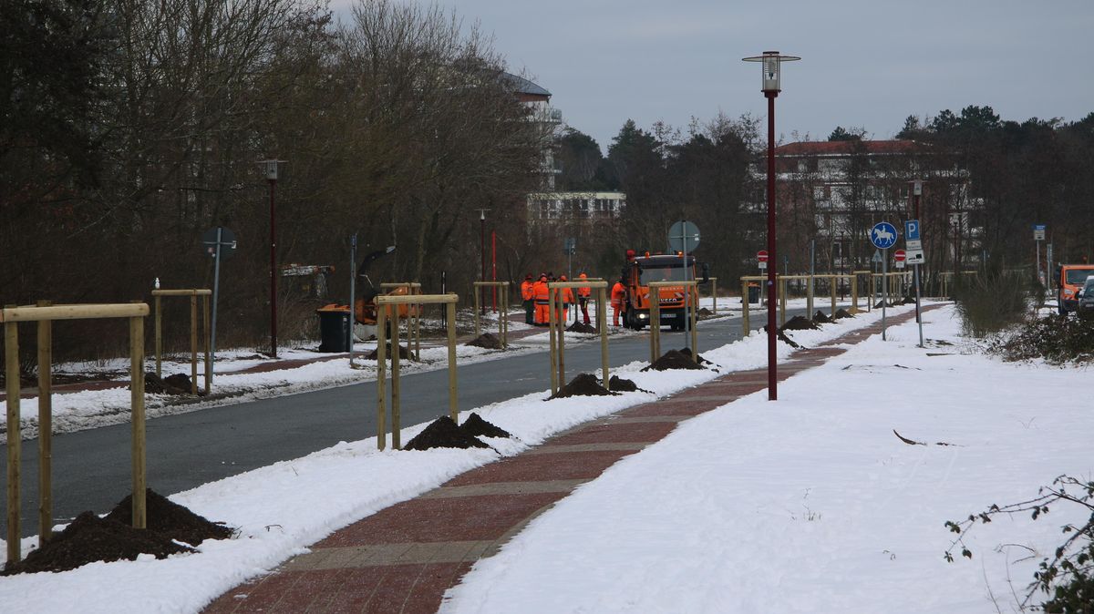 Die Löcher sind gegraben, die Dreiböcke aufgestellt - jetzt fehlen nur noch die Bäume: Noch in dieser Woche sollen 27 neue Ulmen an der Hans-Retzlaff-Straße in Sahlenburg in die Erde gebracht werden. Foto: Potschka