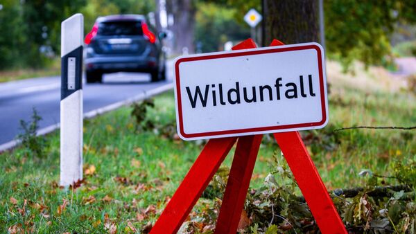 Gefährliche Begegnung auf der A27 im Kreis Cuxhaven: Wildschweine sorgen für Unfälle