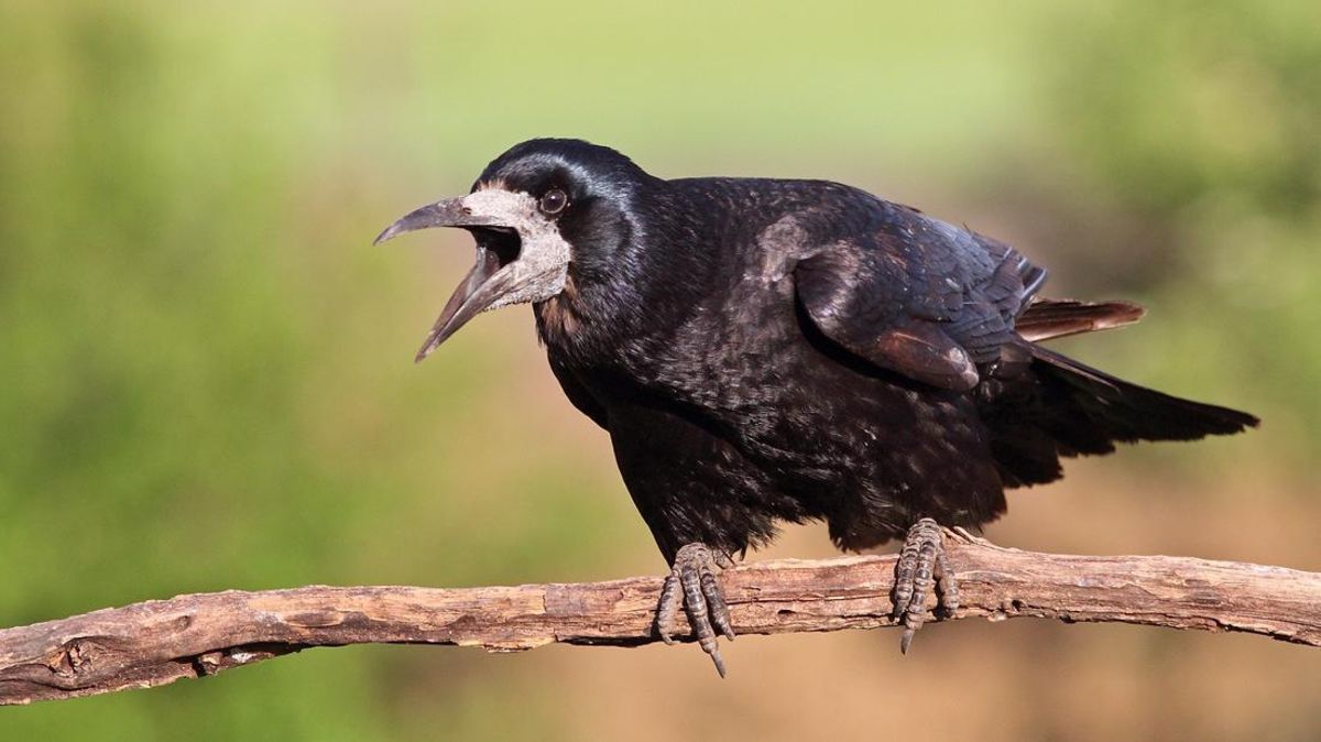 Die Saatkrähe: Der schlaue Vogel hat jetzt auch Hemmoor-Basbeck als Revier für sich entdeckt und eine Kolonie gebildet. Foto: Wolfram Riech