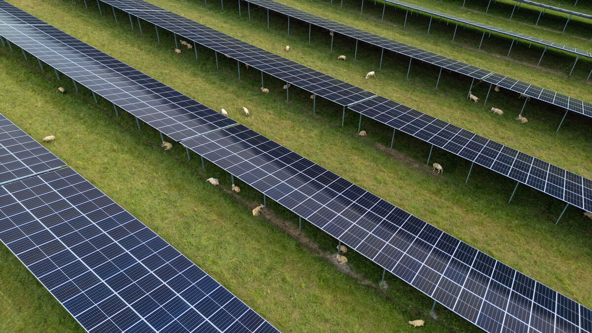 Schafbeweidung, so hieß es während der Sitzung des Ortsrats, sei auch unter jenen Paneelen vorgesehen, die im Zuge des Vorhabens „Solarpark Nördlich Lüderskooper Strom" unweit der A 27 installiert werden sollen. Symbolfoto: Marijan Murat/dpa