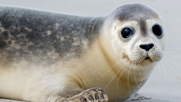 "Dann hat es gerummst": Fahrer spricht über tödlichen Robben-Unfall im Kreis Cuxhaven