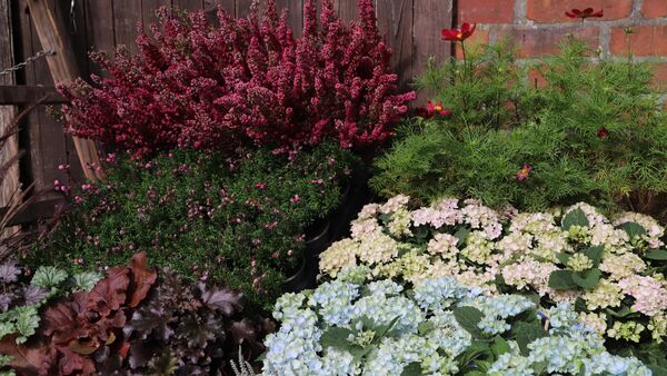 "Etwas Lebensfrohes": Blumen und Pflanzen für die Wohnung oder den eigenen Garten