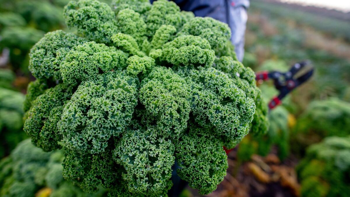 Hauke-Christian Dittrich/dpa