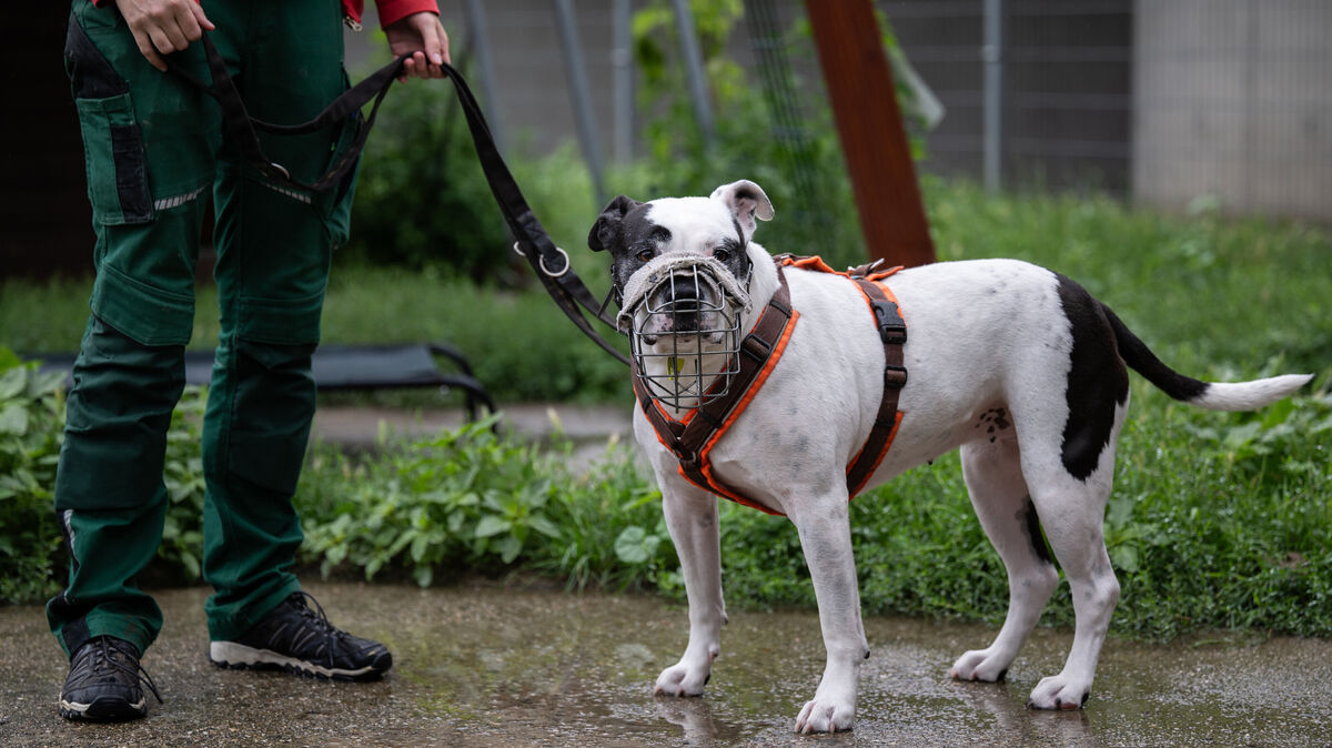 Staffordshire-Mix in einem Berliner Tierheim (Symbolfoto). Schon während des Verwaltungsverfahrens nach einer Beißattacke wird in Niedersachsen behördlich eine vorbeugende Maulkorb- und Leinenpflicht angeordnet. Foto: dpa/Hannes P. Albert