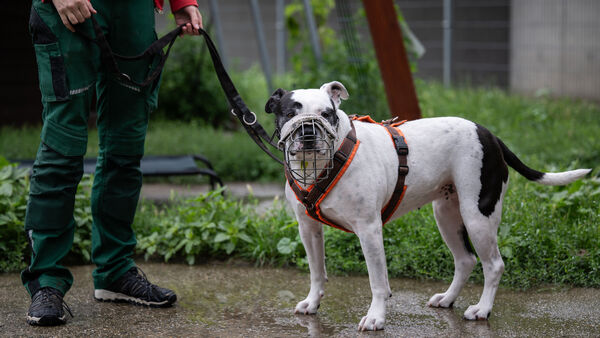 Nachbarshund ließ nicht ab: Beißattacke in Altenwalde  endet tödlich für Zwergdackel