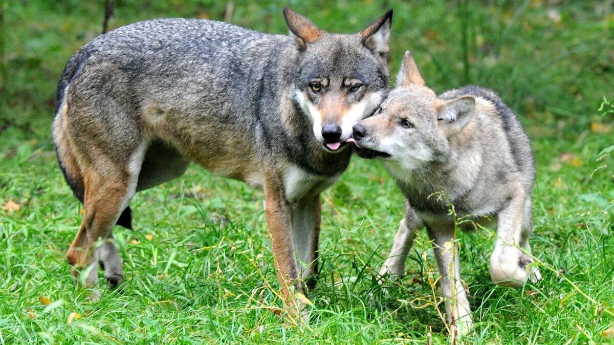 Die Wolfsjagd im Cuxland findet in einem Territorium statt, in dem das ansässige Wolfspaar erstmals Nachwuchs hat. Foto: Rehder/dpa
