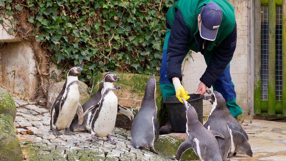 Die tägliche Fütterung der Humboldt-Pinguine im Döser Kurpark lockt viele Besucherinnen und Besucher an. Foto: Nordseeheilbad Cuxhaven GmbH