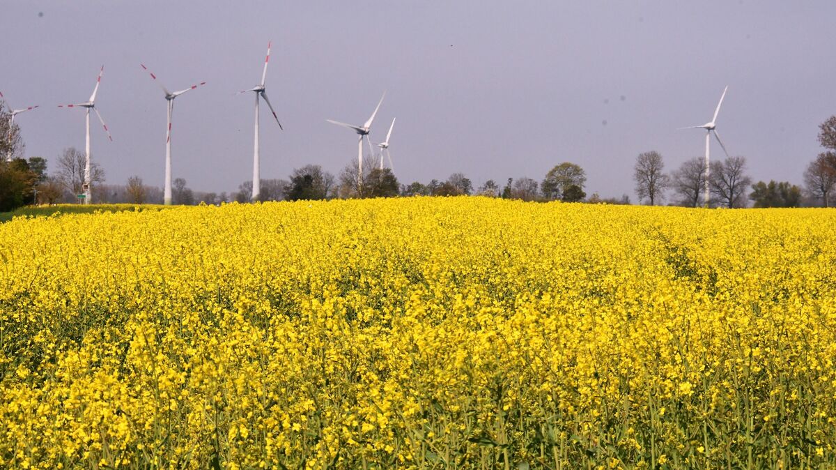 In voller Blütenpracht: Auch bei Cadenberge befinden sich Rapsfelder, die ein natürlicher Hingucker sind. Foto: Egbert Schröder