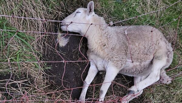 "Weiß nicht, was sich draußen ereignet": Wolfsangriffe sorgen für Angst in Steinau