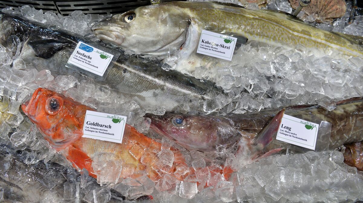 Goldbarsch, Leng, Seelachs und Kabeljau standen auf der Messe "Fish International" in Bremen im Fokus. Foto: dpa/Jaspersen