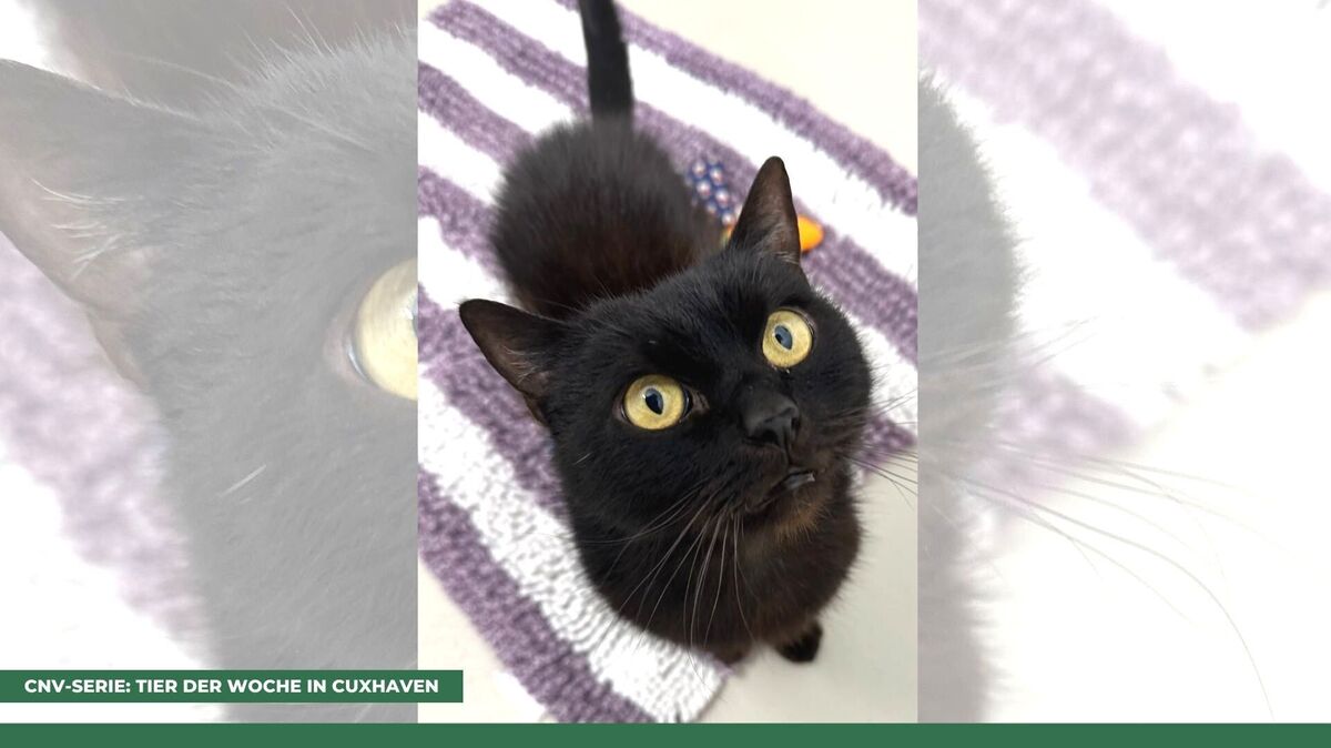 Kater Oskar möchte raus aus dem Tierheim Cuxhaven. Foto: Tierheim