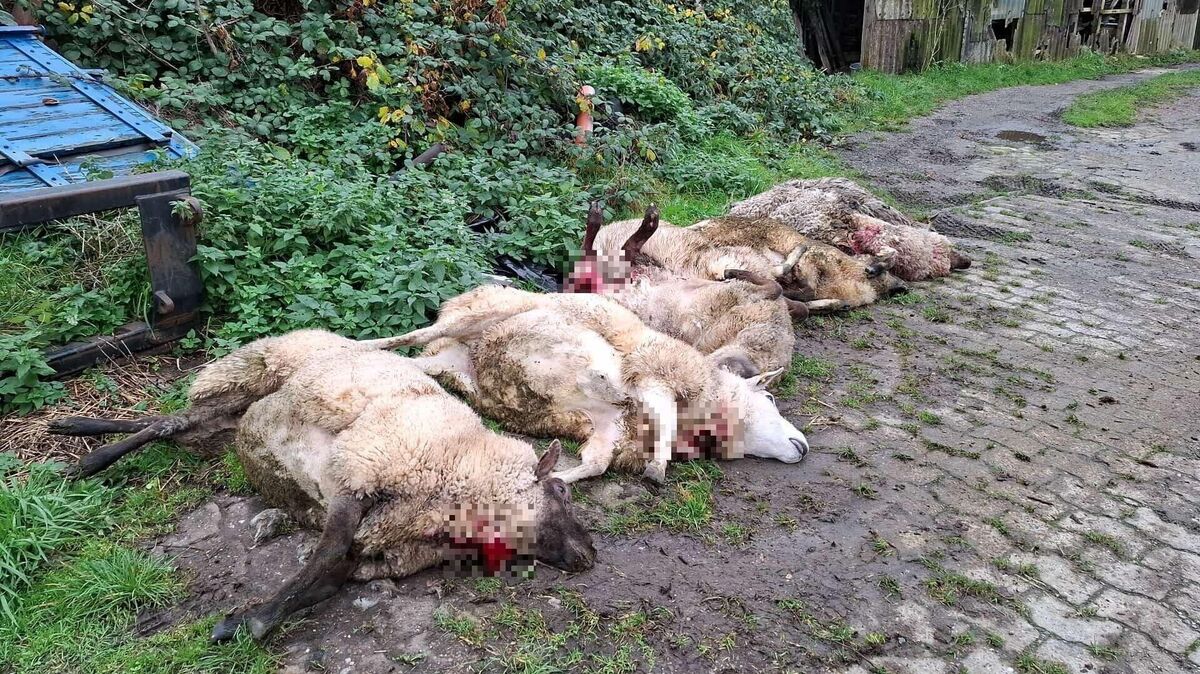 Schwer verletzt: Mehrere Schafe mussten nach dem Angriff auf dem Otterndorfer Landesschutzdeich erlöst werden. Foto: Fuchs