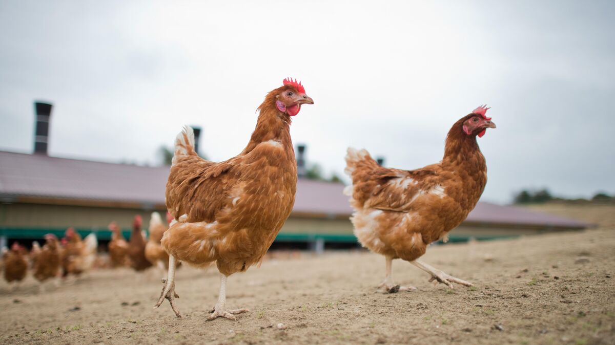 Ende der Stallpflicht: Hühner dürfen ebenso wieder an die frischen Luft wie Enten und Gänse. Symbolfoto: Julian Stratenschulte