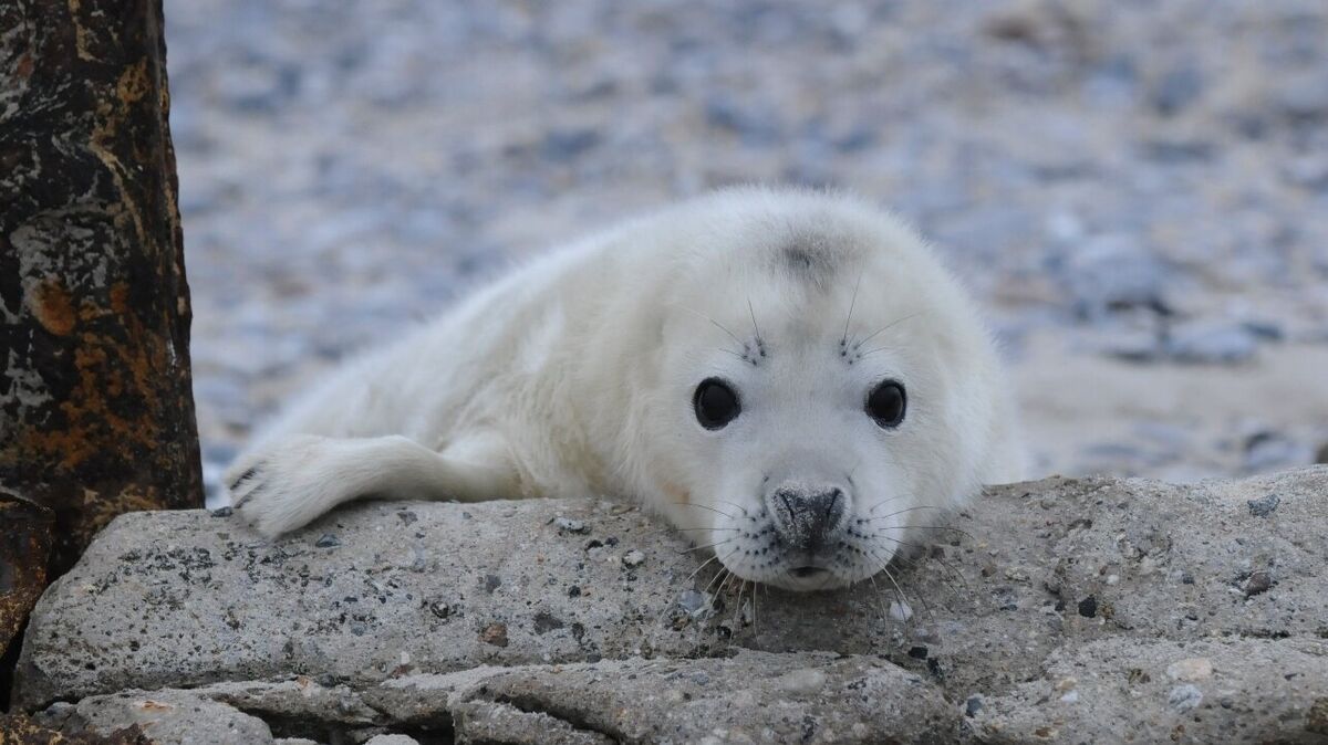 Die Helgoländer Düne bietet den Kegelrobben ideale Bedingungen zur Geburt ihrer Jungen. Foto: Lilo Tadday, Helgoland