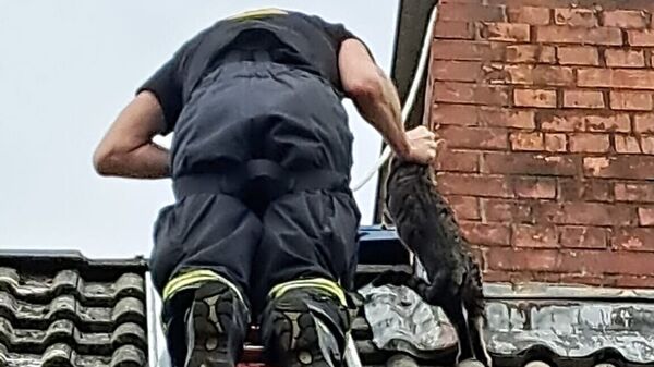 Zwei Einsätze in Cadenberge: Katze aus Schornstein gerettet - Feuerwehr löscht Brand