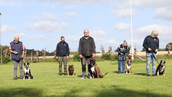 Nordholzer Klub ist Kulturerbe: Boxer und Hundesport ist eine Herzenssache