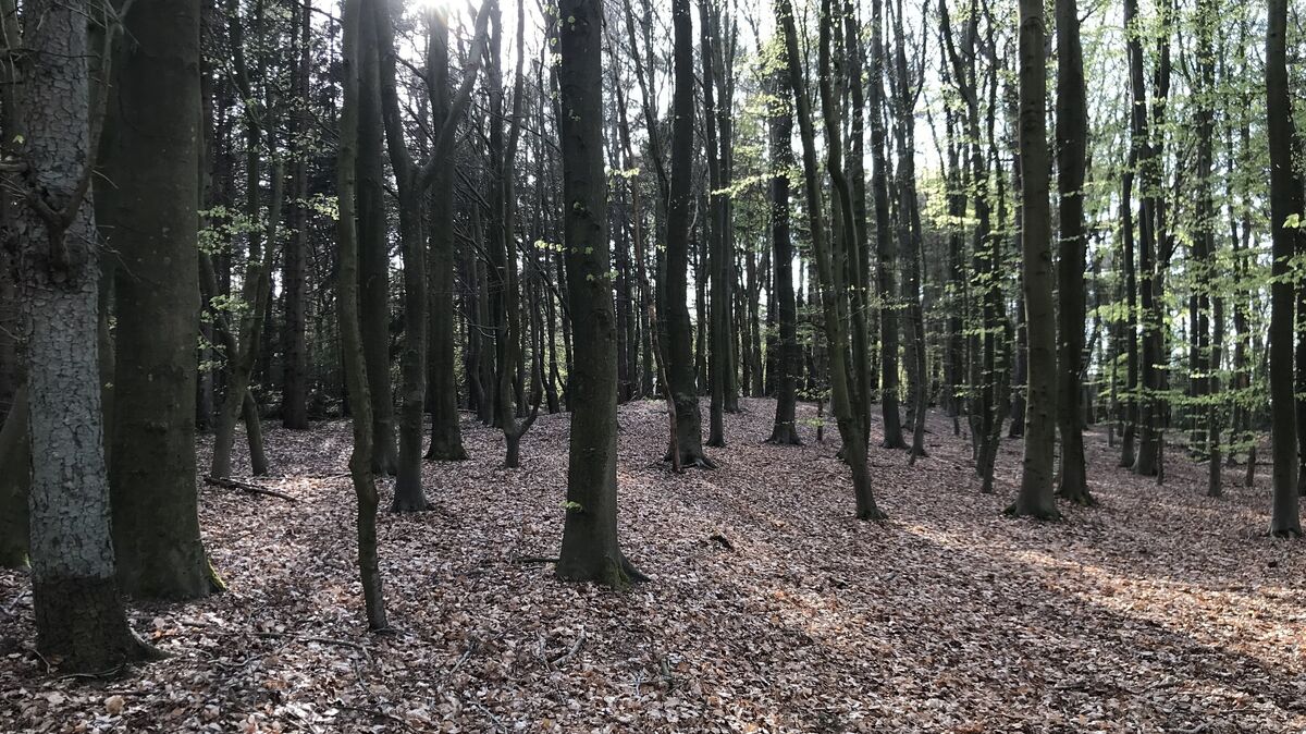 Der Wald in Cuxhaven lädt zum Waldbaden ein: Eine natürliche Oase für Ruhe und neue Kraft. Foto: Reese Winne