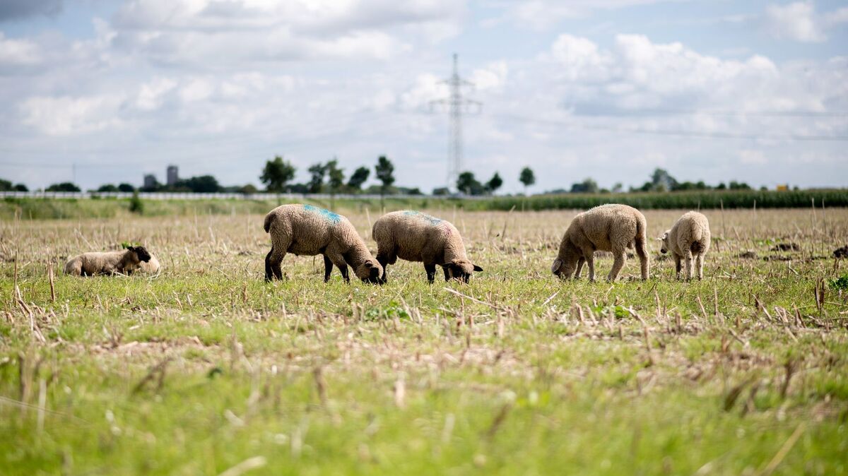 Hauke-Christian Dittrich/dpa
