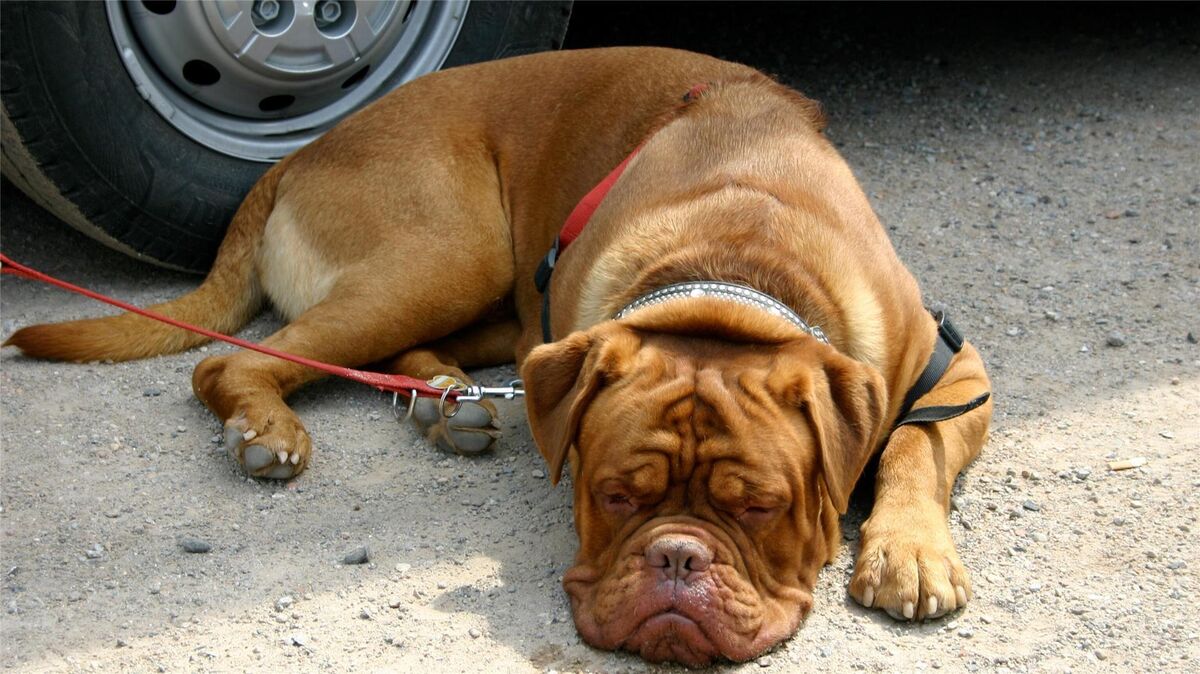 Ist sie gelangweilt, müde oder setzt sie auf den Mitleidsfaktor? Der Gesichtsausdruck dieser Bordeaux-Dogge kann vielfältig interpretiert werden. Tierpsychologin Petra Assmann setzt in solchen Fällen auf eine umfassende Analyse. Dabei geht es nicht nur um Charakter und Temperament des Hundes, sondern auch um sein Lebensumfeld. Foto: Assmann