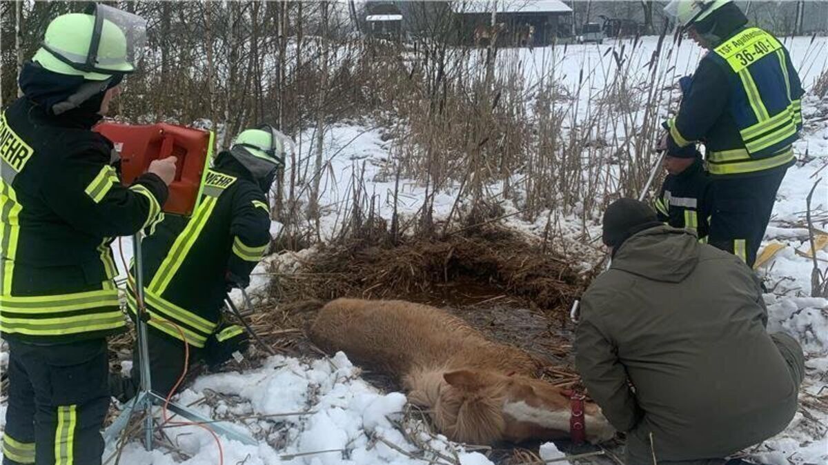 Die Einsatzkräfte befreien das im Eis eingebrochene Pferd. Foto: SG-Feuerwehr Horneburg
