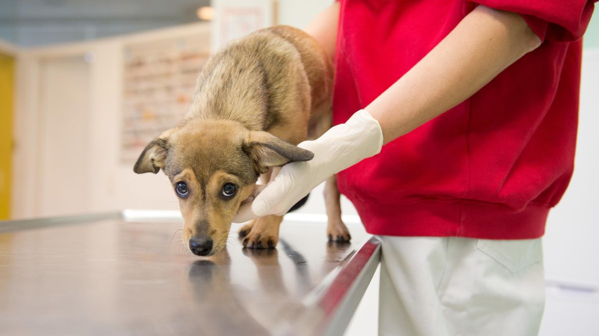 Banger Blick: Hunden gefällt der Gang zum Tierarzt oftmals gar nicht. Und auch einige Tierhalter dürften zukünftig noch weniger gerne nachts oder am Wochenende zum Tiermediziner fahren. Symbolfoto: Kjer/dpa