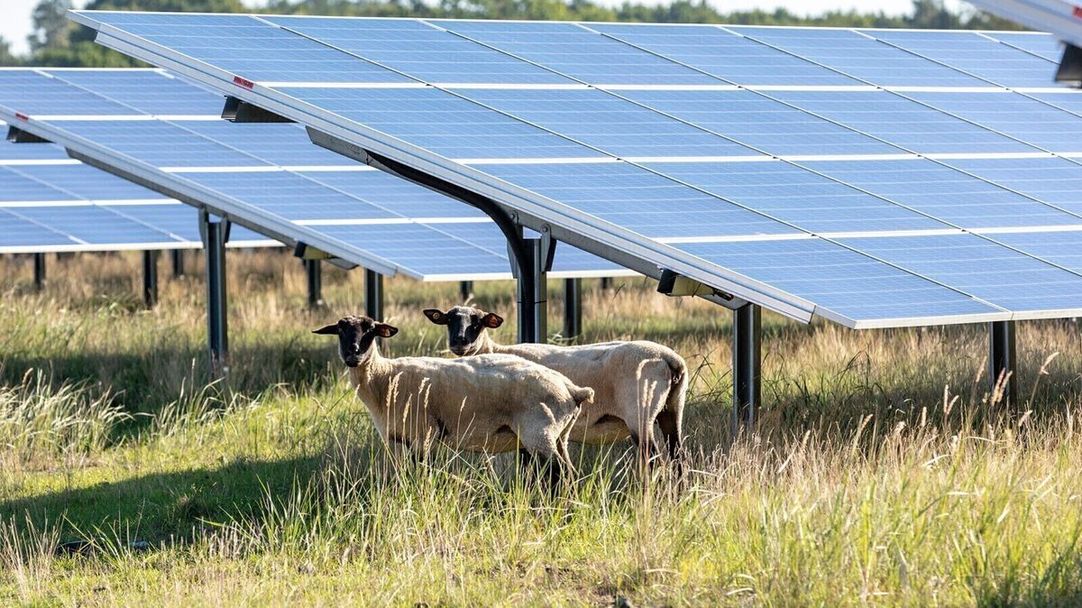 Neben der Erzeugung von Solarstrom sollen Schafe unter den Solar-Modultischen weiden. Foto: dpa/Meyer