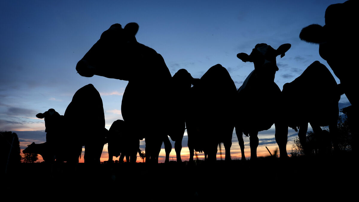 Auf einem Rinderbetrieb in der Samtgemeinde Börde Lamstedt wurden bei Kontrollen durch das Veterinäramt des Landkreises Cuxhaven gravierende Missstände festgestellt (Symbolbild). Foto: dpa/Hildenbrand