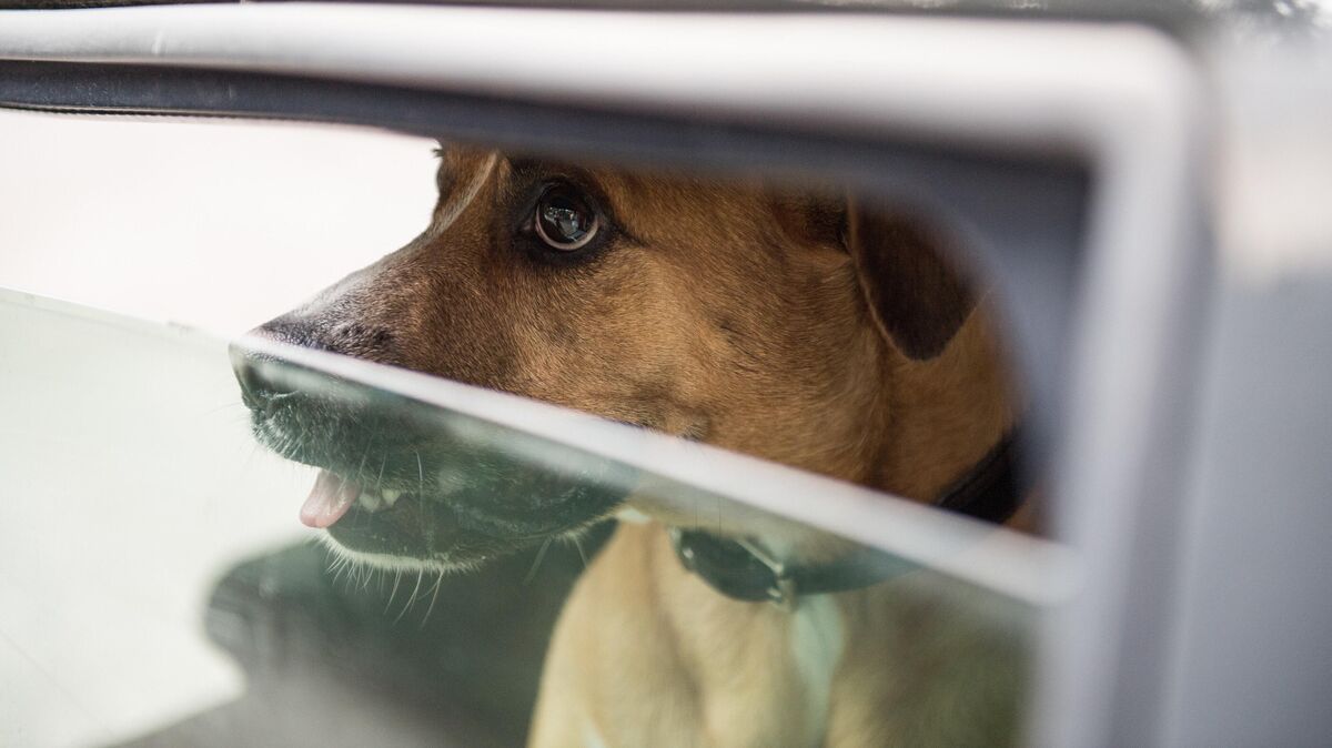 Tier wie Mensch sollte man im Sommer niemals in geparkten Autos lassen – diese entwickeln sich schnell zur Todesfalle. Symbolfoto: dpa/Robert Günther