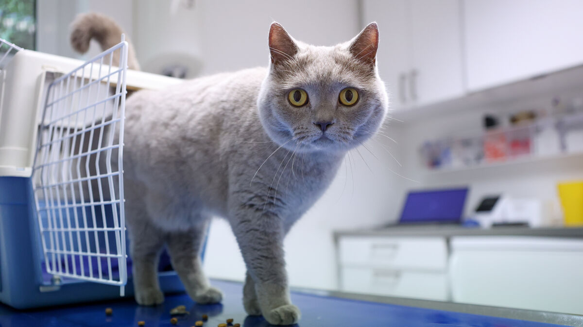Die neue Gebührenordnung für Tierärzte ist seit dem 22. November in Kraft. Der Besuch beim Tiermediziner wird dadurch teurer. Symbolfoto: Karolin Krämer/ dpa