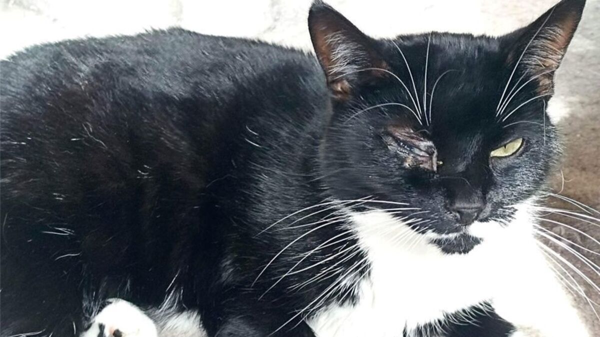 Vier Tage musste Katze Fienchen schon beim Tierarzt verbringen. Durch ihr Auge trat das Projektil eines Luftgewehrs in den Körper ein. Foto: privat