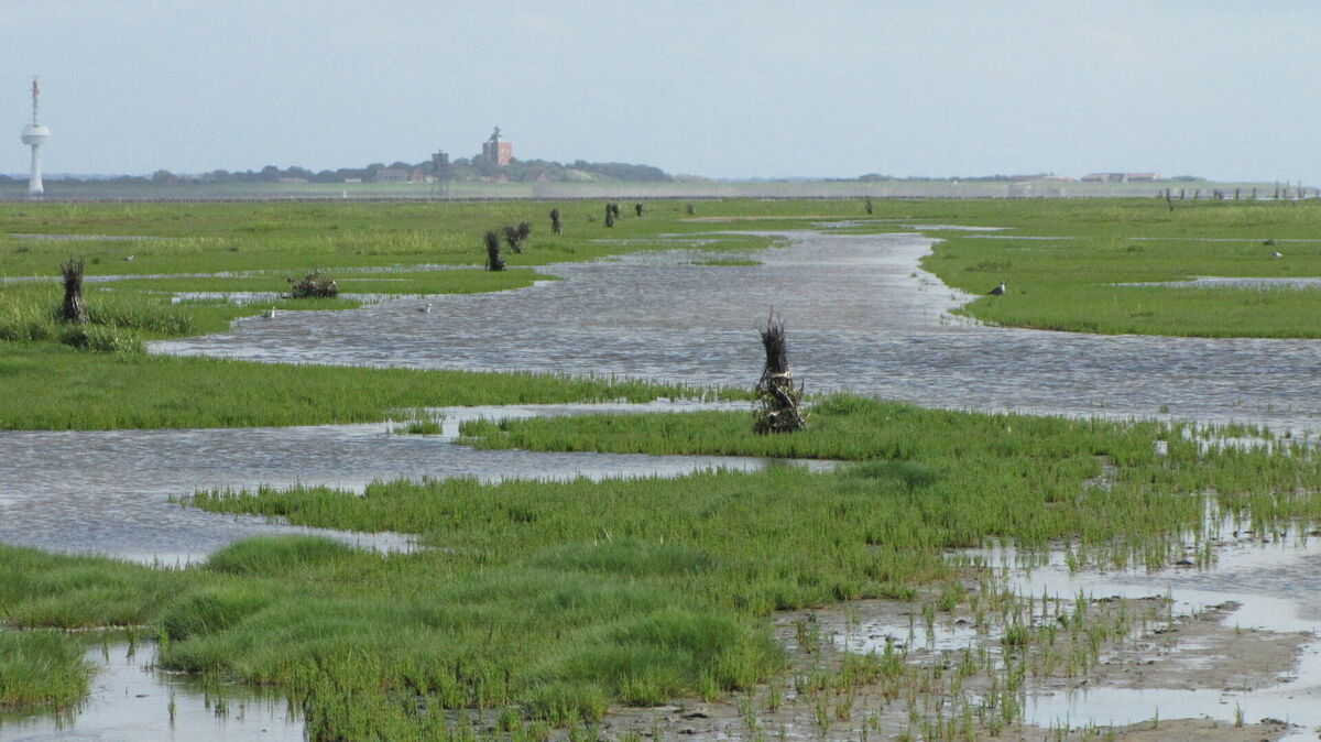 Das Weltnaturerbe Wattenmeer, hier die Salzwiesen bei Scharhörn. Umweltorganisationen aber auch das Land Niedersachsen sehen eine Gefahr für die Nationalparks durch die Verklappung von belastetem Hamburger Hafenschlick am Neuen Lüchtergrund in der Elbmündung. Foto: CNV-Archiv