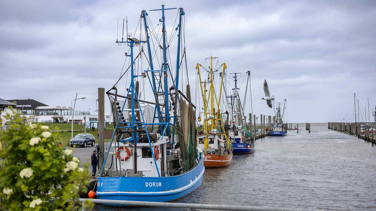 Die geplanten Fangverbotszonen im Wattenmeer sorgen bei den Krabbenfischern an der niedersächsischen Nordseeküste für Sorge. Die Tourismus-Agentur Nordsee fordert eine differenzierte Lösung. Foto: Tourismus-Agentur Nordsee