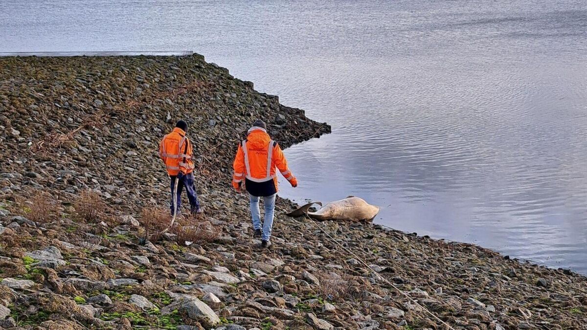 Mitarbeiter von Niedersachsen-Ports nähern sich im Cuxhavener Hafen dem Kadaver des Tieres. Foto: NPorts