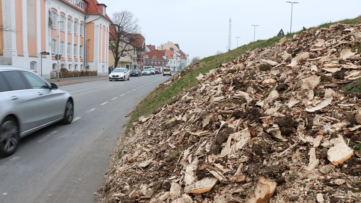 Trotz aller Proteste hat die Stadt Cuxhaven die beiden Rosskastanien an der Deichstraße in Höhe NPorts am frühen Sonnabendvormittag fällen lassen. Foto: Mangels