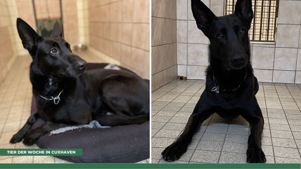 Hund Vegas sucht ein Zuhause. Foto: Tierheim