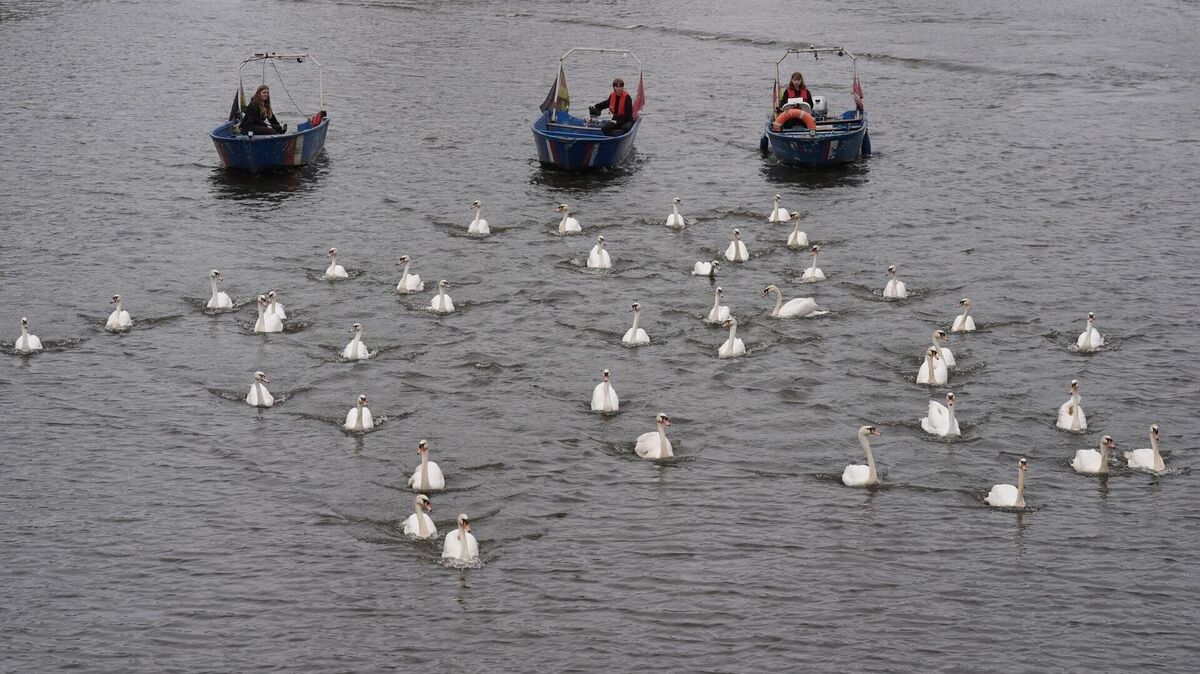 In diesem Jahr begleiteten die Boote rund 50 von insgesamt rund 90 Schwänen. Foto: Marcus Brandt/dpa