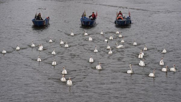 Die Hamburger Schwäne sind zurück auf der Alster
