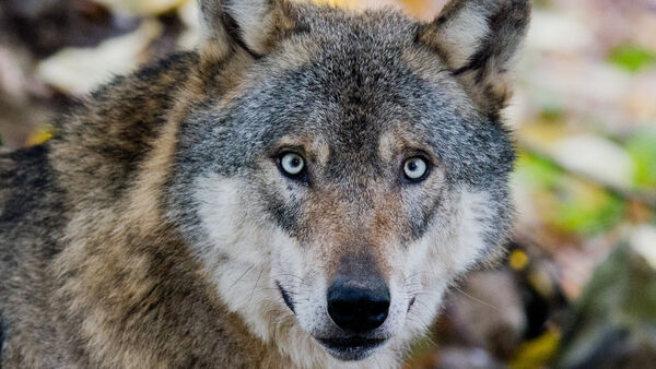 Wolf im Sahlenburger Wernerwald: Was seine Rückkehr für Mensch und Tier bedeutet