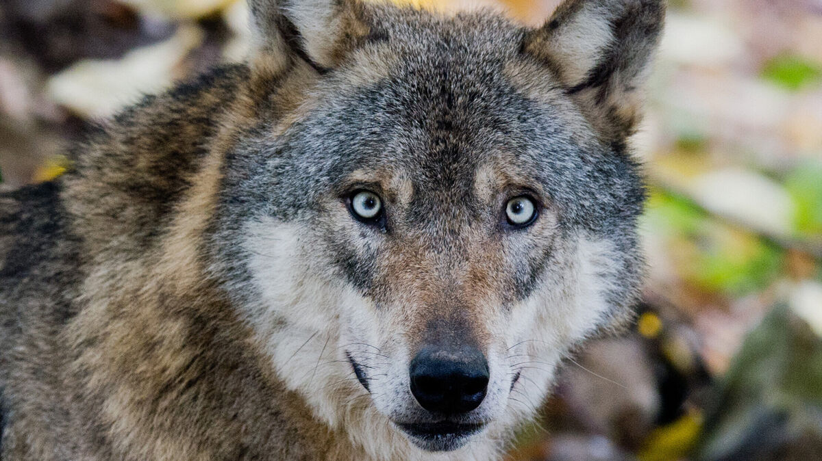 Nach Angaben aus der Kreis-Jägerschaft bleibt das Interesse eines Wolfes an einer bestimmten Rissstelle auf wenige Tage begrenzt. Foto: Julian Stratenschulte/dpa