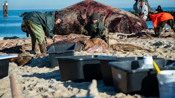 Experte: Sylter Wal ist wohl am eigenen Gewicht erstickt