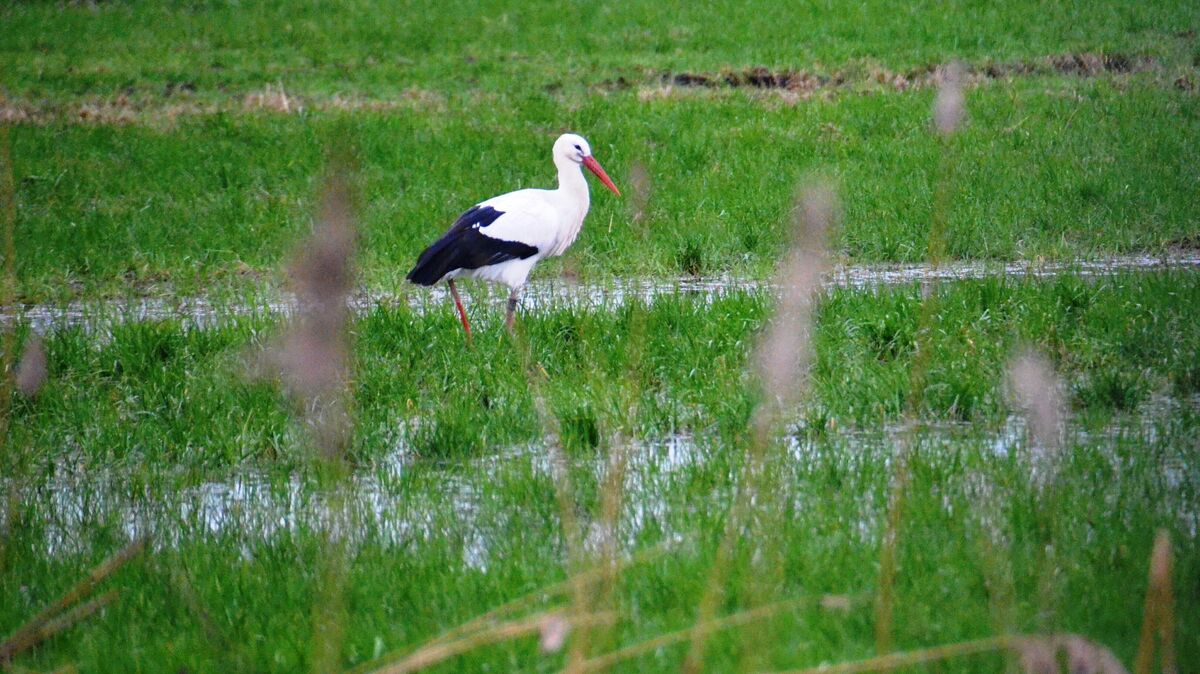Ein Storch auf einer Weide in Hemmoor: "Natur pur" auch auf künftigen Kompensationsflächen in der Stadt an der Oste? Archivfoto: Schröder