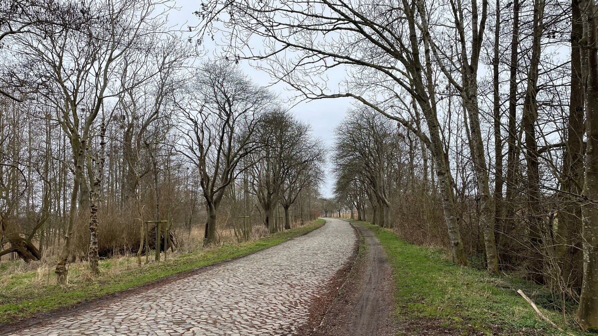 Die Alte Marsch ist ein historischer Verbindungsweg zwischen Altenbruch und Groden. Nach derzeitigem Planungsstand könnte diese Verbindung gekappt werden - durch ein Hafengewerbegebiet, das allerdings westlich eines denkmalgeschützten Abschnitts der Straße entsteht. Foto: Lütt