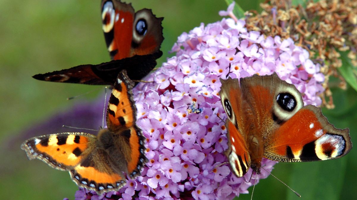 Die ökologische Aufwertung von Eh-da-Flächen sind ein deutliches Zeichen für größeren Insektenschutz und mehr Biodiversität. Wildbienen, aber auch Schmetterlingen sollen hier einen reich gedeckten Tisch vorfinden. Foto: Wüstneck/dpa