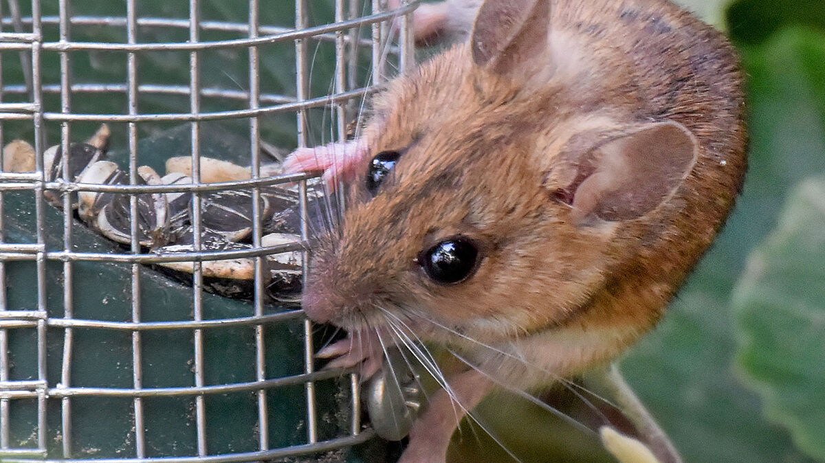 Eine Maus frisst Vogelfutter in einer Gartenanlage. Hantaviren werden durch den indirekten Kontakt mit Speichel, Urin oder Kot von infizierten Nagetieren auf den Menschen übertragen. Foto: Holger Hollemann/dpa