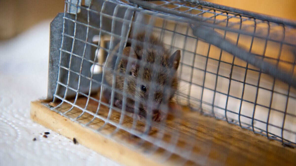 Mäusebefall gilt als gravierender Hygienemangel. Symbolfoto: Kjer/dpa
