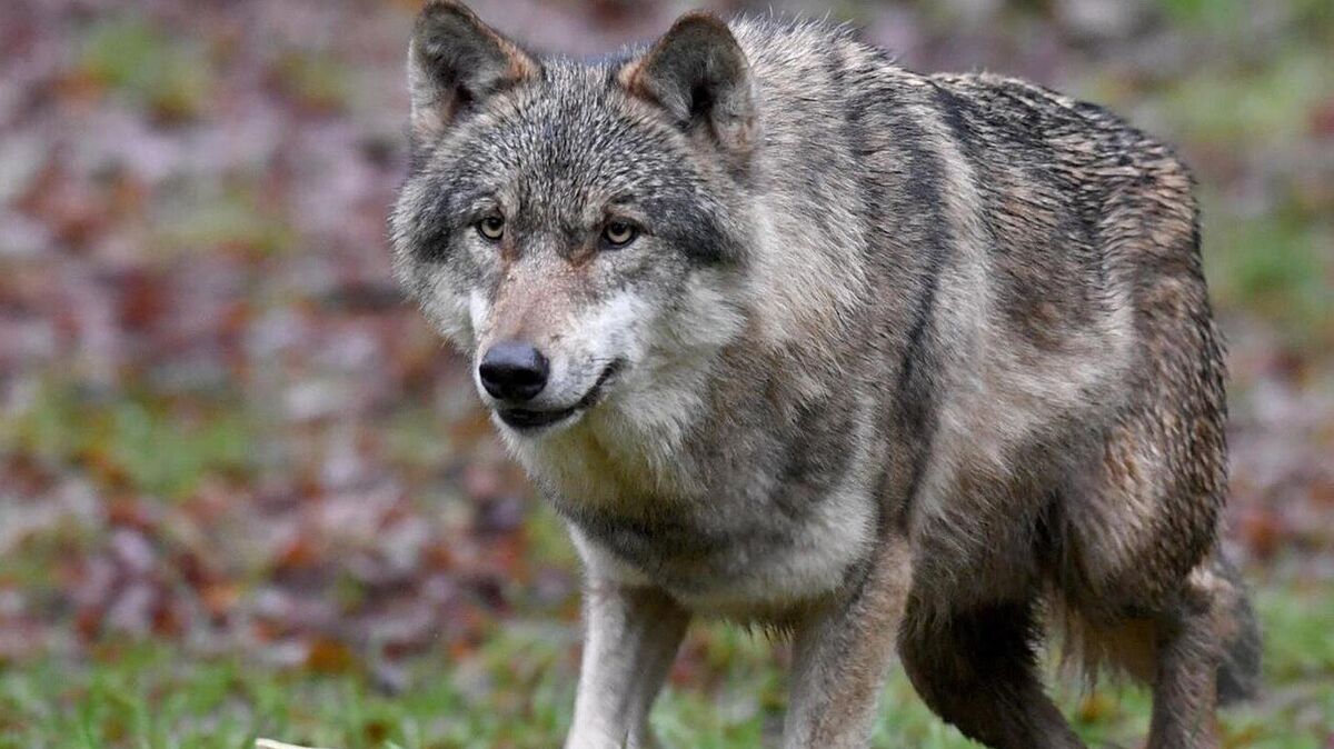 Schnell unterwegs: der Wolf kann am Tag 100 Kilometer laufen. Foto: Carsten Rehder
